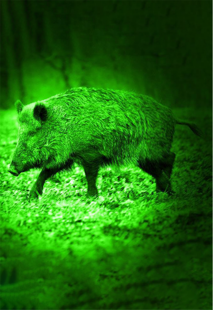 Hunting with Night Vision: Is it Legal?