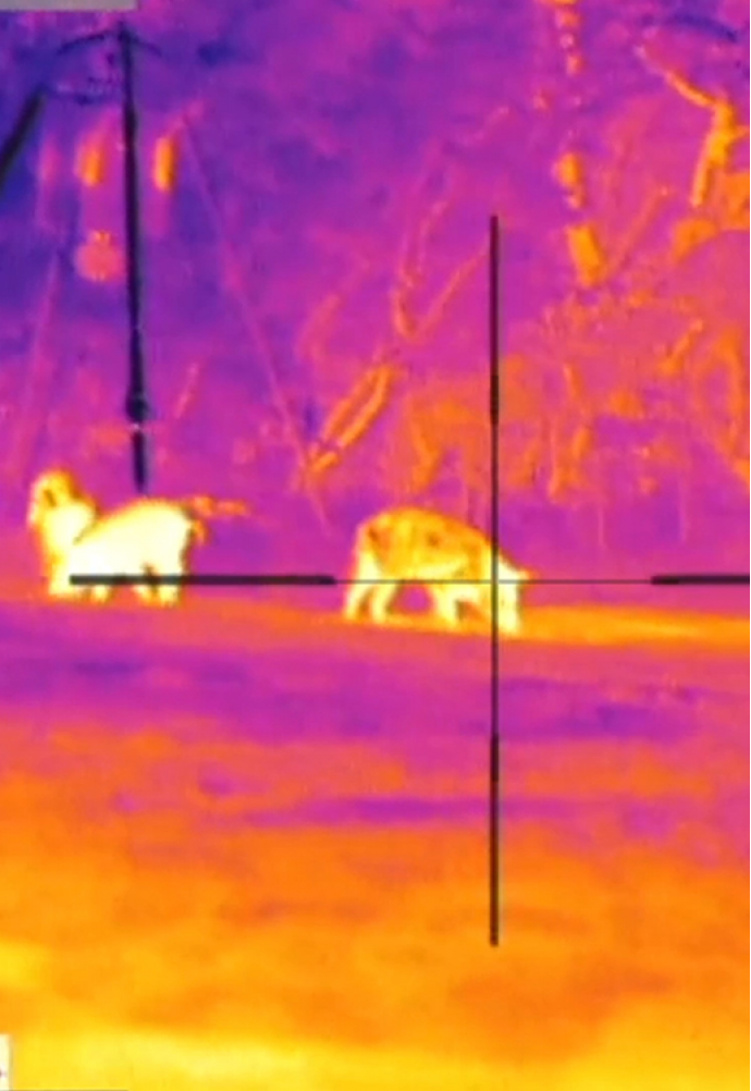 How to choose a thermal rifle scope