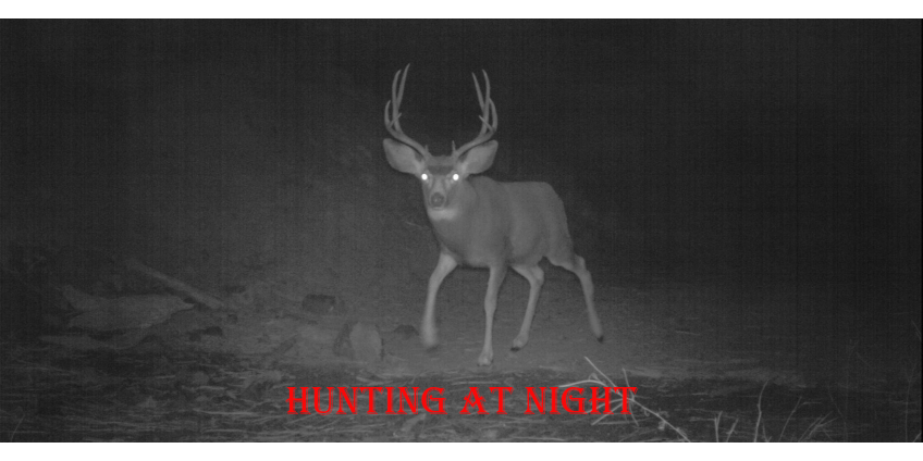Hunting at Night – ultimate guide Hunting at Night – ultimate guide