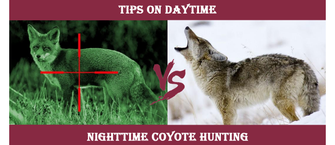 Best Time of Day to Hunt Coyotes