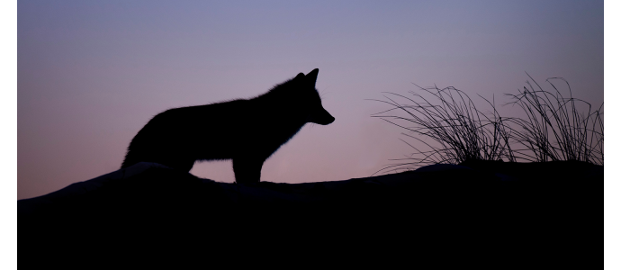 Best night vision scope for coyote hunting
