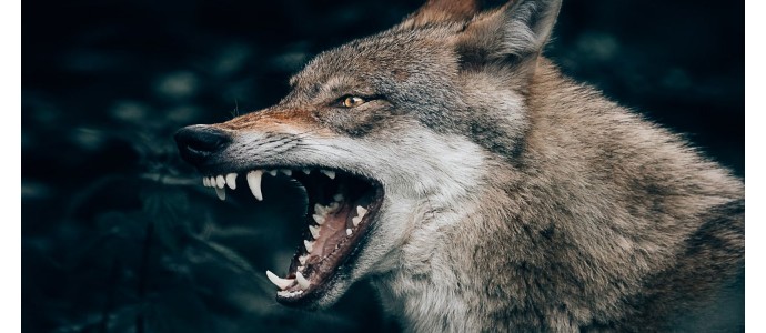 The most valuable hunting trophies.