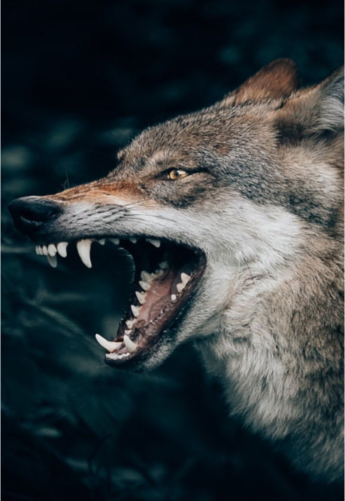 The most valuable hunting trophies.