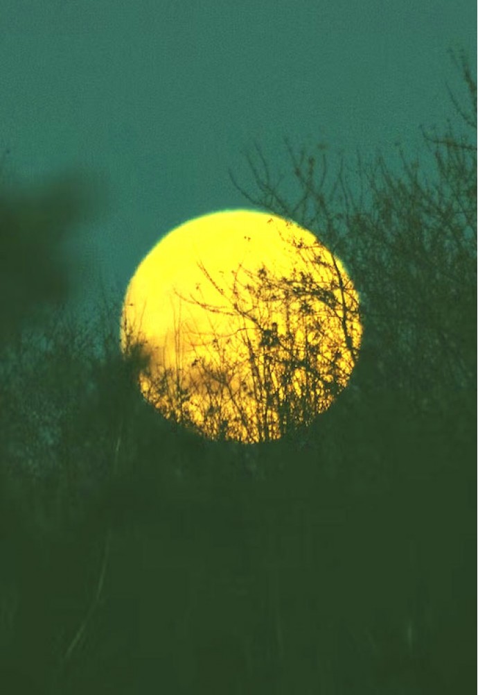 Photo hunting and night vision devices.