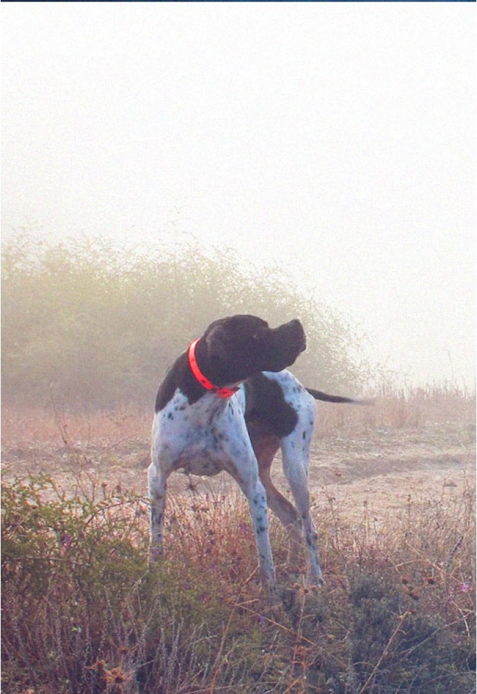 Best hunting dog breeds