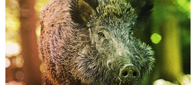 How to hunt wild boar