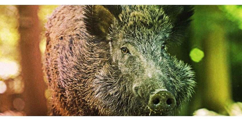 How to hunt wild boar