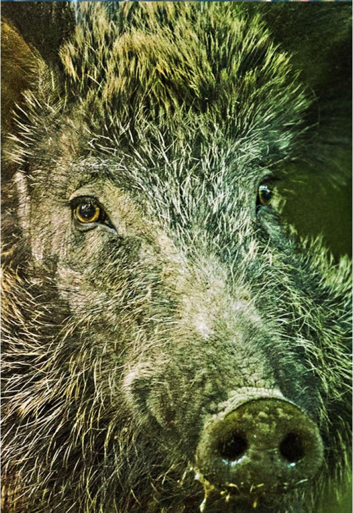 How to hunt wild boar