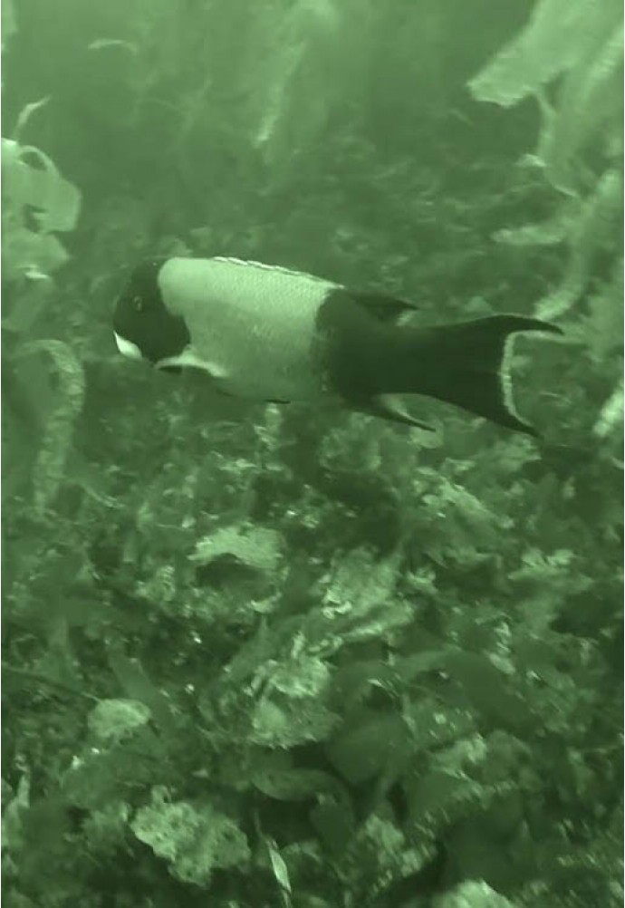 Does night vision work underwater?