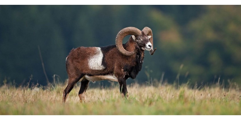 How to hunt mouflon