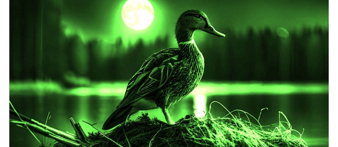 Duck hunting with a night vision device