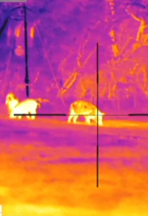How to choose a thermal rifle scope