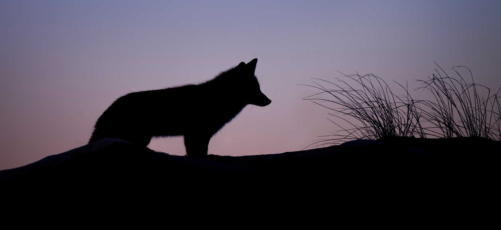 The best sights for hunting coyotes. Characteristics, features of optics  and fineness of rangefinder hunting.