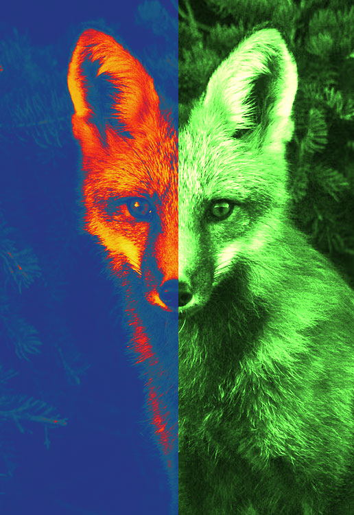 Night vision vs. thermal vision. What to choose?