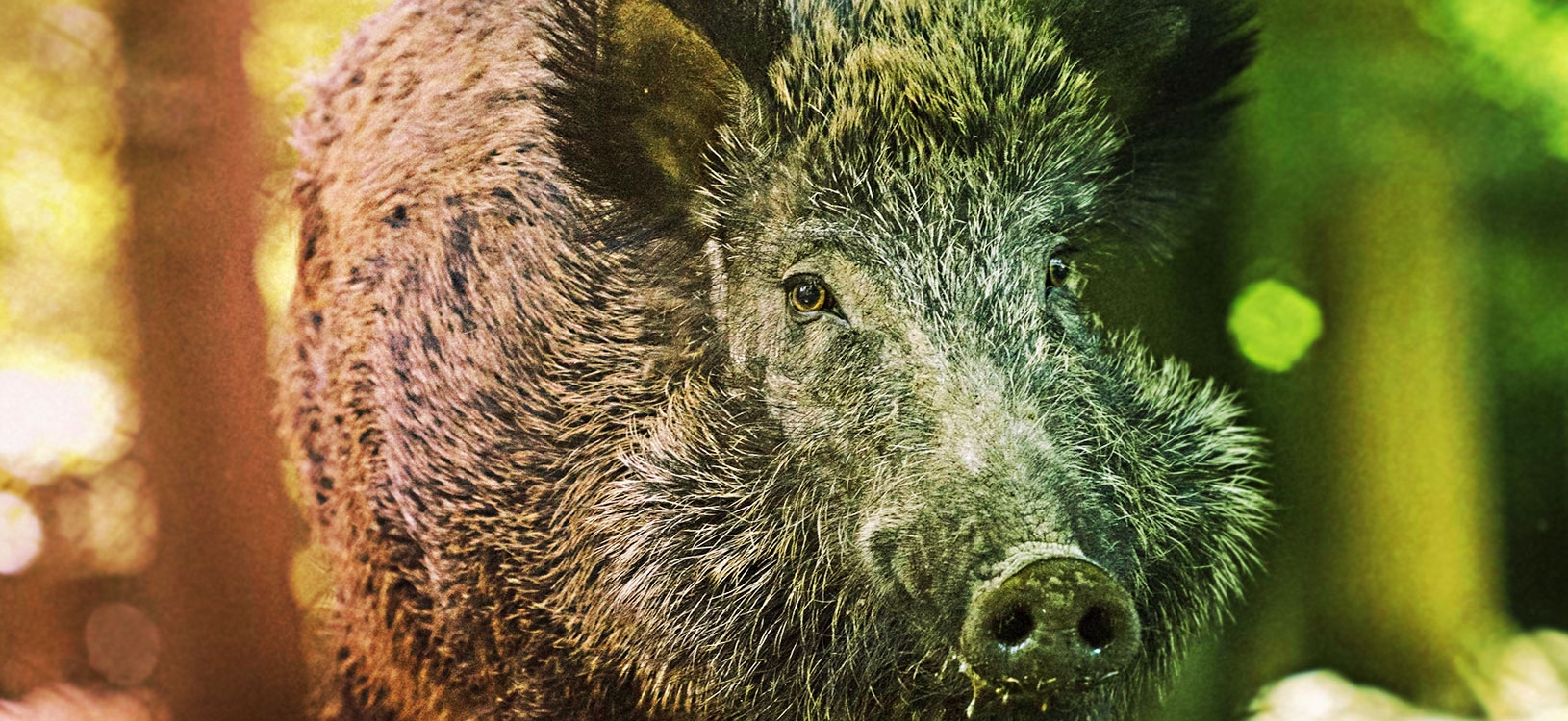 How to hunt wild boar