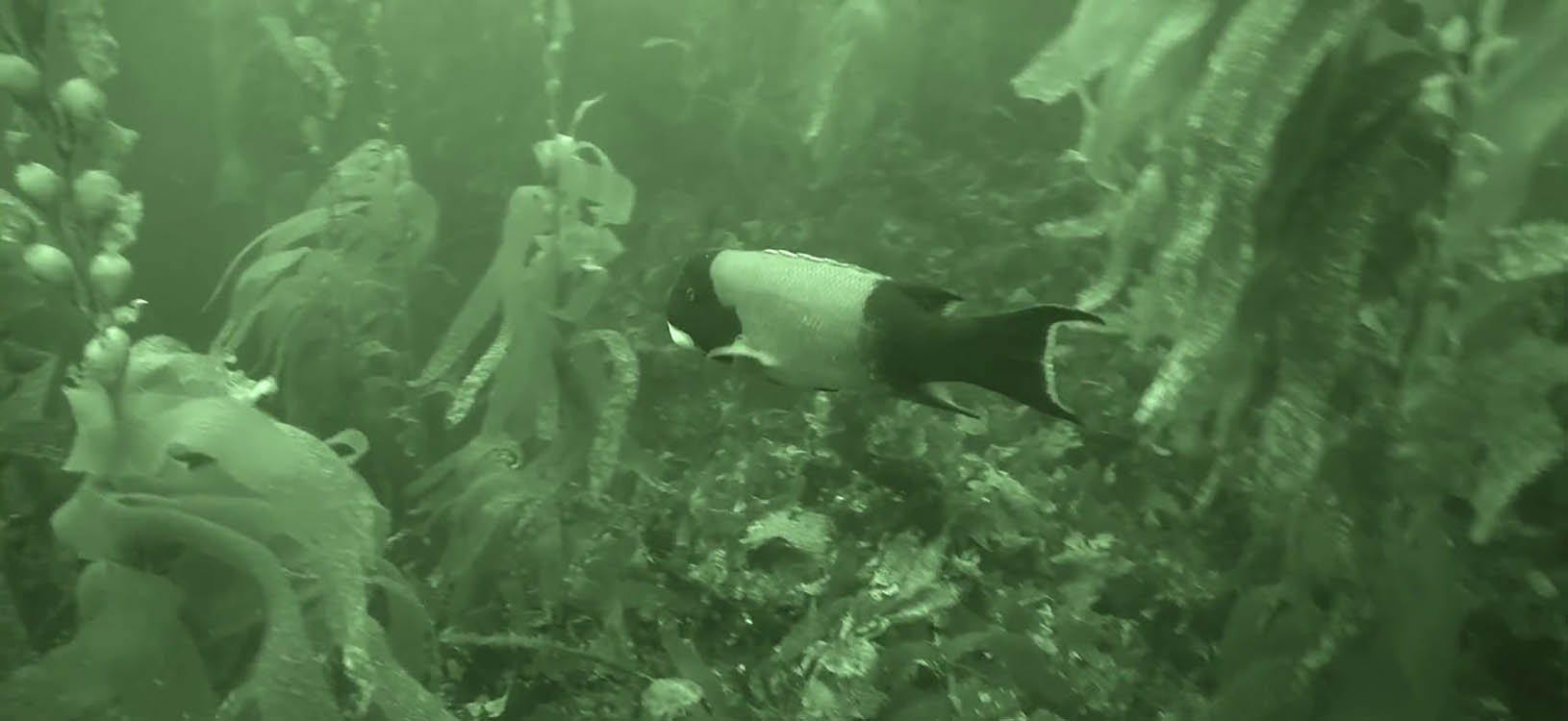 Does night vision work underwater?