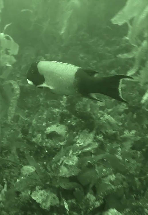 Does night vision work underwater?