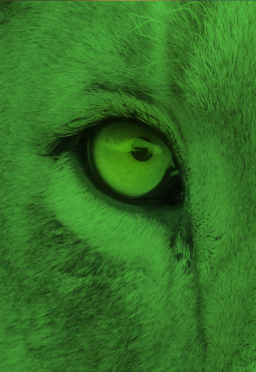 Night vision in animals. The origins of night vision devices