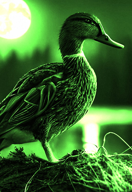 Duck hunting with a night vision device
