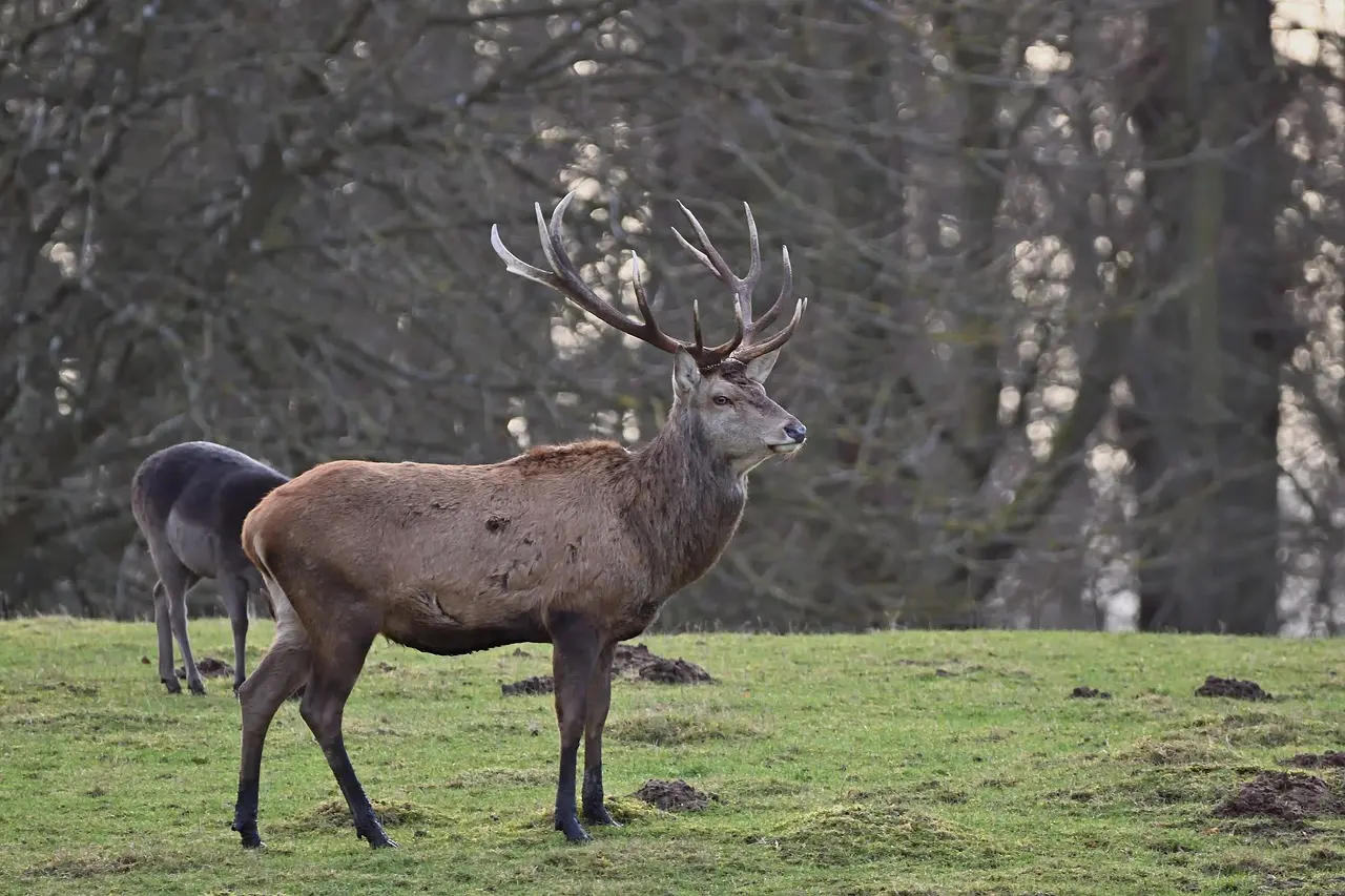 night vision for deer hunting night vision for deer hunting
